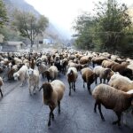 تصاویر; قرق کندوان برای عبور احشام