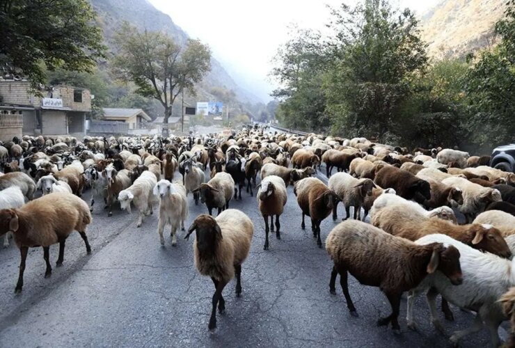 تصاویر; قرق کندوان برای عبور احشام