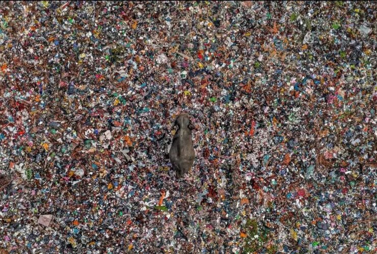 تصویر تکان دهنده فیل گیر کرده در زباله