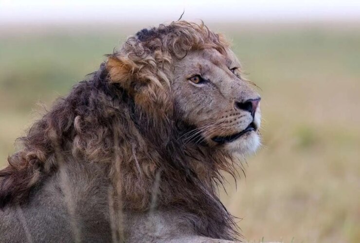 تصاویر; یک شیر نر با یال مجعد منحصر به فرد