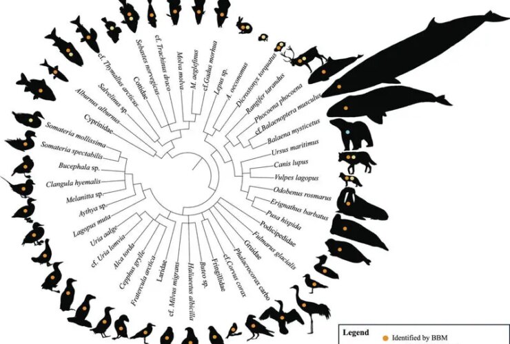 کشف ۴۶ حیوان عصر یخبندان در غاری در شمال نروژ! 17 حیوانات عصر یخبندان