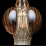 تصاویری از حشره کمیاب به نام "ملخ سر اسب"