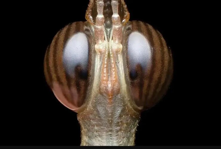 تصاویری از حشره کمیاب به نام "ملخ سر اسب"