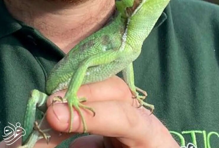 مادر ایگوانا 8 فرزند بدون پسر داشت! 34 مادر ایگوانا 8 فرزند بدون پسر داشت!