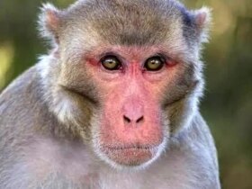 حقیقت پشت شایعه وجود کووید و هپاتیت در میمون ها در آمریکا؛ هنوز کسی مطمئن نیست 8 2348515_353