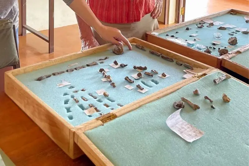 دست های شگفت انگیز با ویژگی های گوریل و انسان را کشف کنید! 5 فسیلی