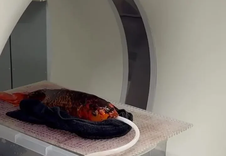 CT Fish Amazing 19 CT Fish Amazing