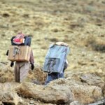 آنها چه می کنند ، آنها چه می کنند و چه اتفاقی برای زندگی آنها می افتد؟