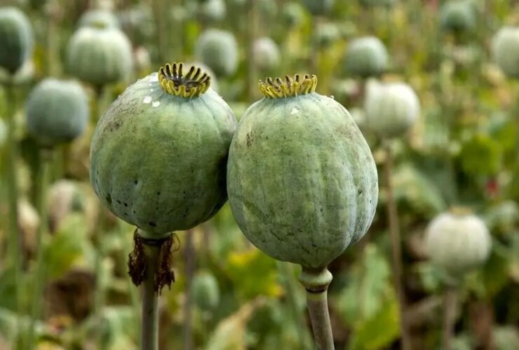 اصلاحات خشخاش طبق قانون ممنوع است