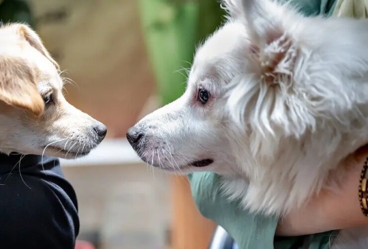 بازار حیوانات خانگی داغ؛ بین 5 تا 200 میلیون تومان!