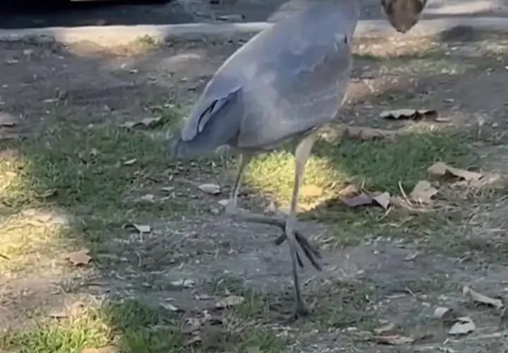 برای دیدن از ماهی به موش ؛ شکارچی شکارچی شکارچی شکارچی