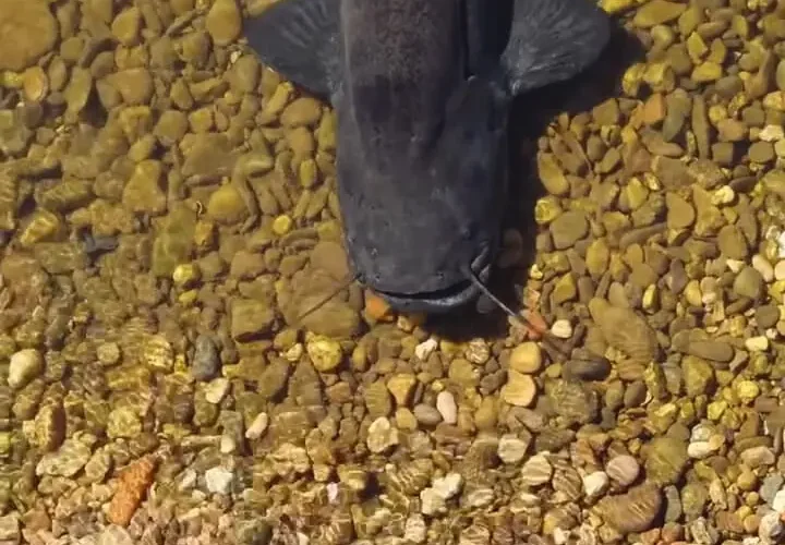 برای دیدن سلام به آقای سبیل! گربه های غول پیکر کبوترهای کمین