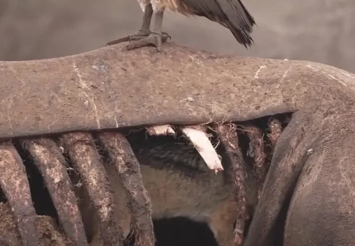 برای دیدن شغال در قلب لاشه کرگدن ؛ صحنه ای نادر از رفتار لباسشویی در حیات وحش آفریقا