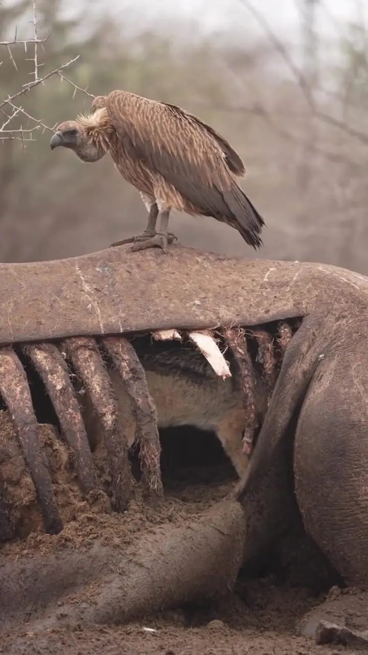 برای دیدن شغال در قلب لاشه کرگدن ؛ صحنه ای نادر از رفتار لباسشویی در حیات وحش آفریقا