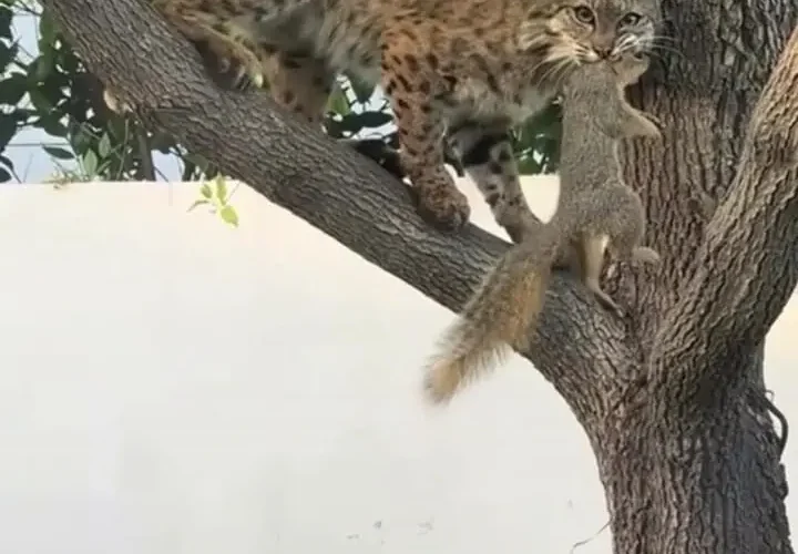 برای دیدن شکار خرگوش سیاه