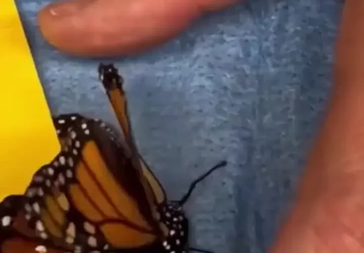 برای دیدن عمل موفقیت آمیز برای اتصال بال به دادستان شهر