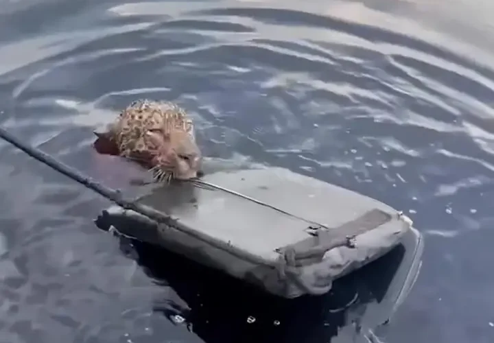 برای دیدن عملیات نجات چشمگیر جگوار 16 برای دیدن عملیات نجات چشمگیر جگوار