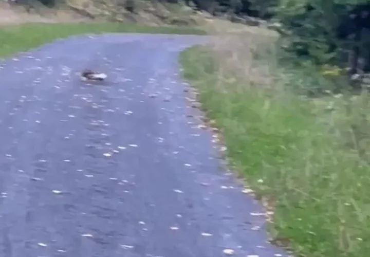 برای دیدن لحظه صمیمانه تعقیب و شکار خرگوش