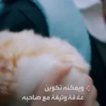 برای دیدن مافلا ؛ "حیوان خانگی آینده" با 2 میلیون شخصیت مختلف