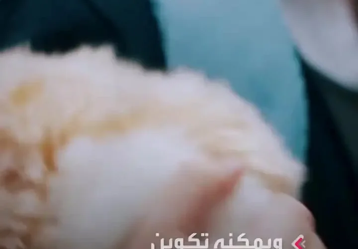 برای دیدن مافلا ؛ "حیوان خانگی آینده" با 2 میلیون شخصیت مختلف