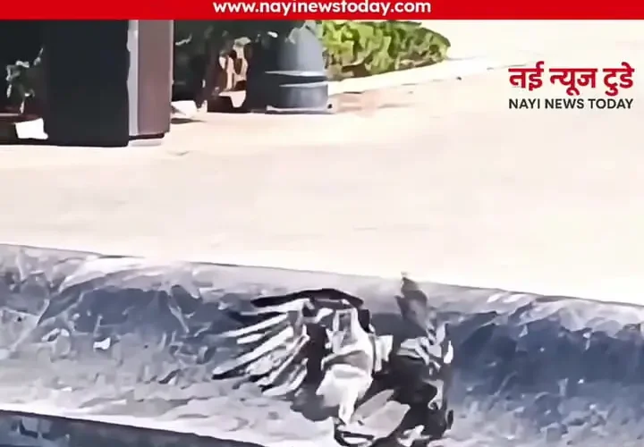 برای دیدن کبوتر غرق شده توسط کلاغ را ذخیره کنید 13 برای دیدن کبوتر غرق شده توسط کلاغ را ذخیره کنید