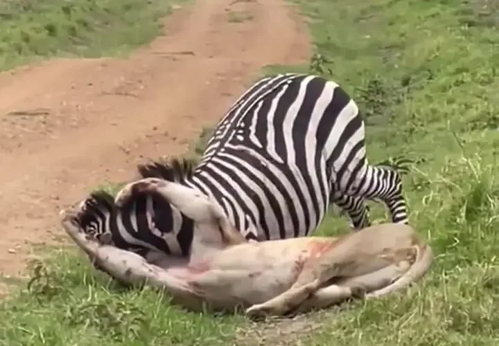 برای دیدن گورخر که از چنگال شیر بیرون می آید