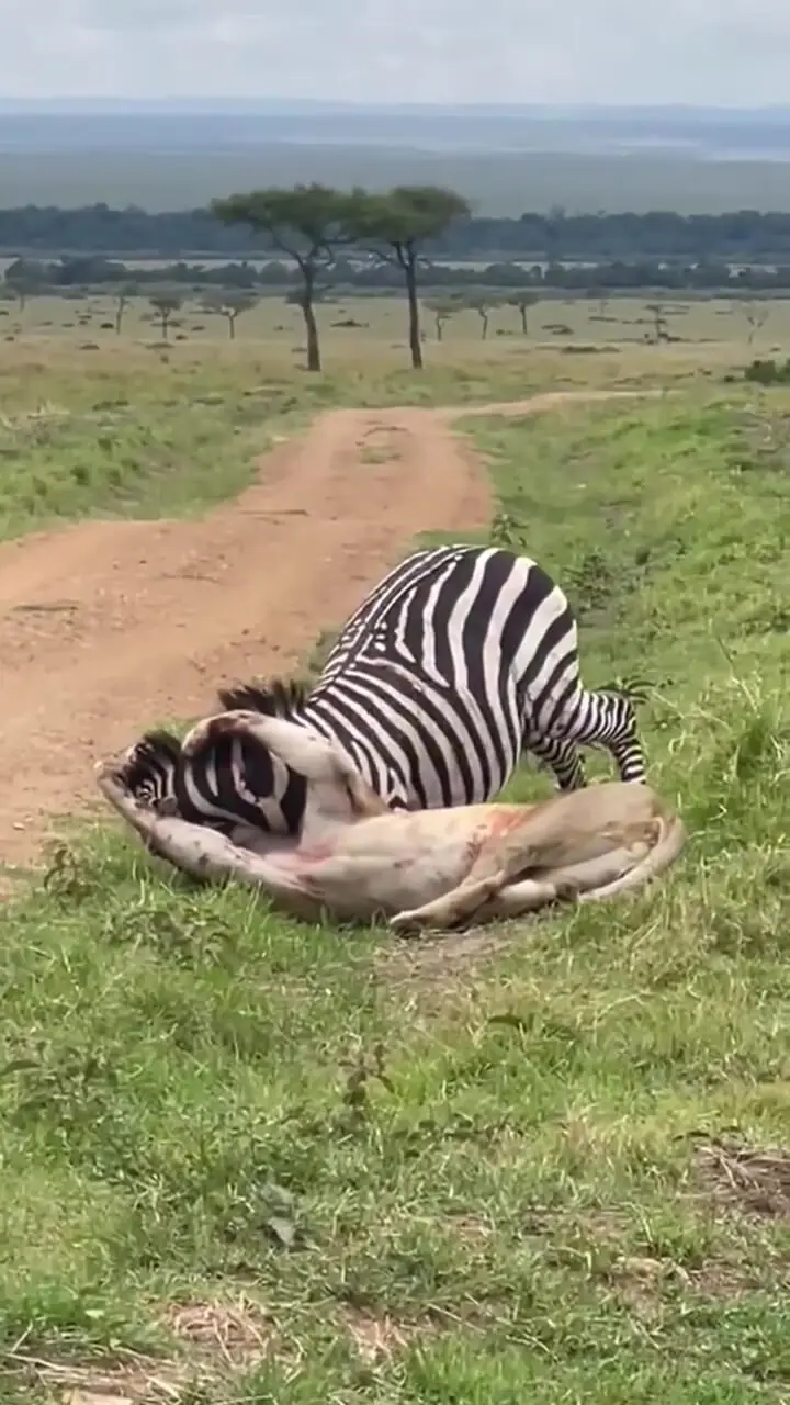 برای دیدن گورخر که از چنگال شیر بیرون می آید 1 برای دیدن گورخر که از چنگال شیر بیرون می آید