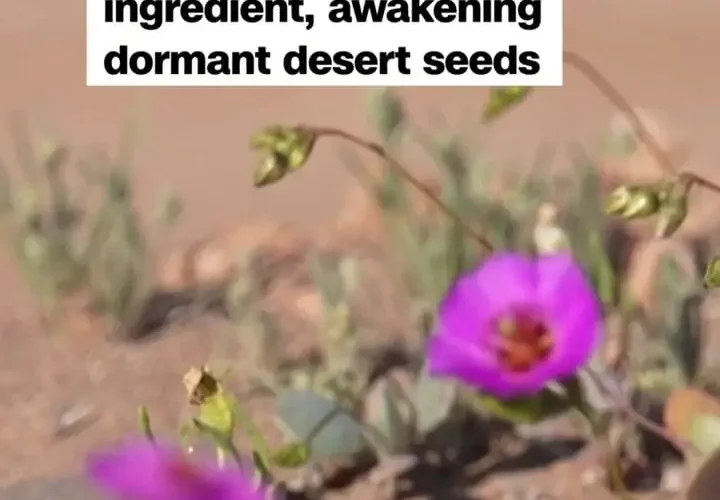 برای دیدن یک پدیده نادر بیابانی خشک جهان را توسعه داده است 30 برای دیدن یک پدیده نادر بیابانی خشک جهان را توسعه داده است