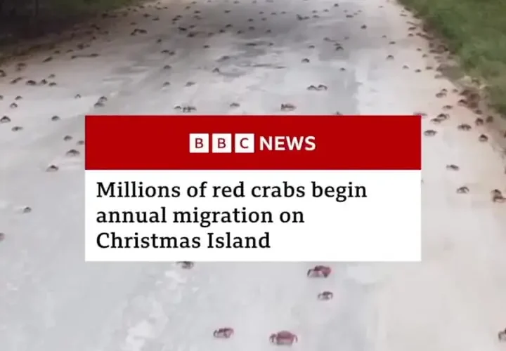 برای دیدن؛ آغاز مهاجرت میلیون ها خرچنگ قرمز به جزیره کریسمس