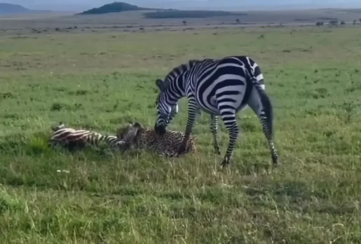 برای دیدن؛ تلاش گورخر برای نجات توله اش از دست یوزپلنگ شکست خورد