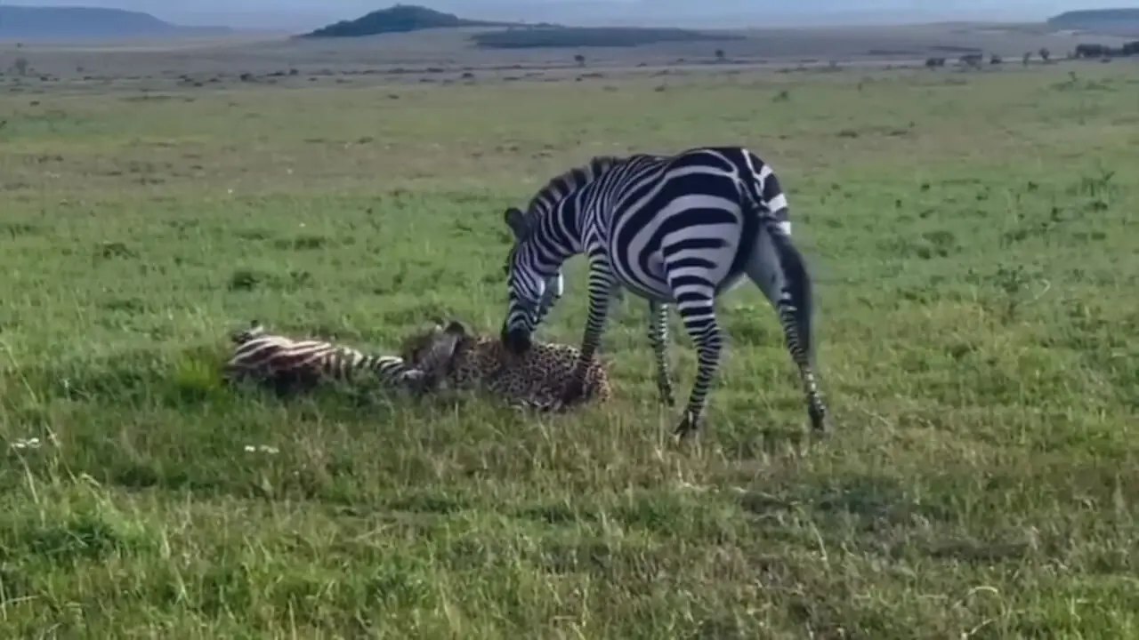 برای دیدن؛ تلاش گورخر برای نجات توله اش از دست یوزپلنگ شکست خورد