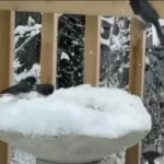 برای دیدن؛ حمله برق آسای سنجاب به پرنده
