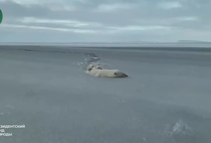 برای دیدن؛ خرس قطبی و توله ها از رودخانه یخ زده عبور می کنند