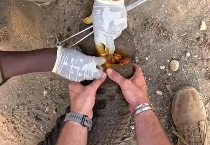 برای دیدن؛ رهایی یک فیل مجروح از تله فلزی پس از ماه ها رنج