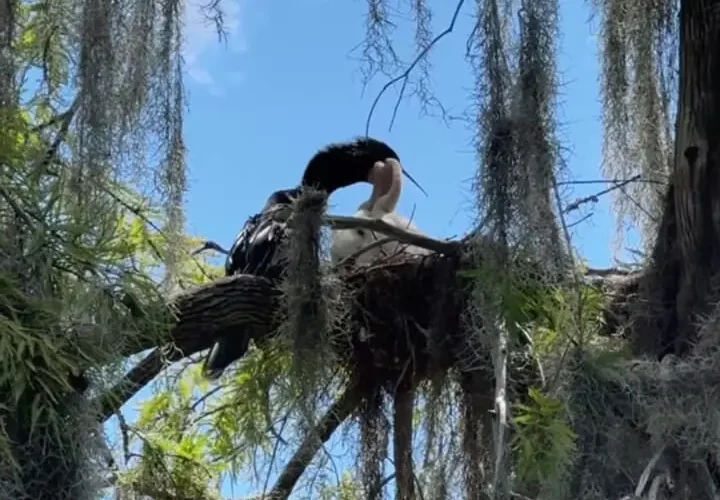 برای دیدن؛ روشی منحصر به فرد برای تغذیه جوجه ها از مارگار