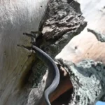 برای دیدن؛ سارها برای نجات لانه به مامبای سیاه حمله می کنند