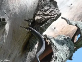 برای دیدن؛ سارها برای نجات لانه به مامبای سیاه حمله می کنند