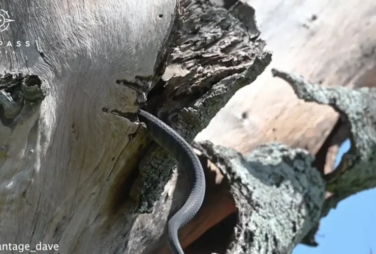 برای دیدن؛ سارها برای نجات لانه به مامبای سیاه حمله می کنند 31 برای دیدن؛ سارها برای نجات لانه به مامبای سیاه حمله می کنند