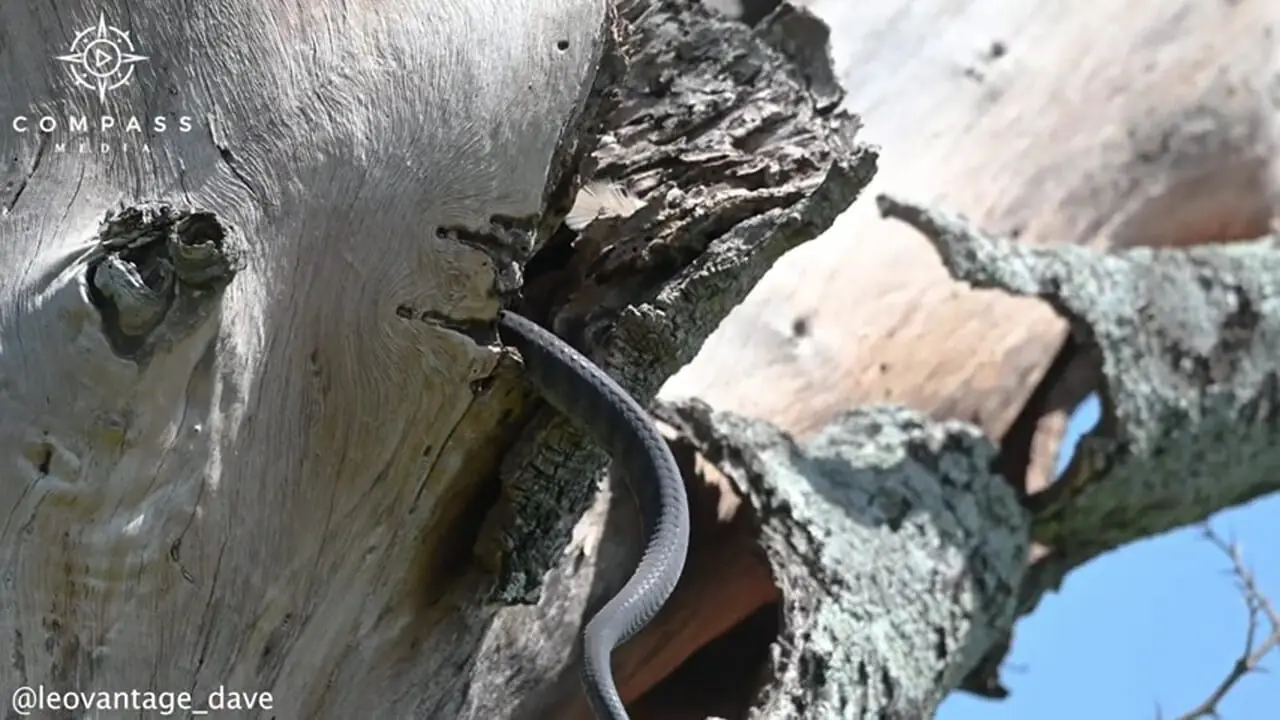 برای دیدن؛ سارها برای نجات لانه به مامبای سیاه حمله می کنند 1 برای دیدن؛ سارها برای نجات لانه به مامبای سیاه حمله می کنند