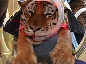 برای دیدن؛ سی تی اسکن ببر به دلیل مشکلات حرکتی ناشناخته