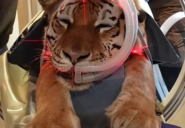 برای دیدن؛ سی تی اسکن ببر به دلیل مشکلات حرکتی ناشناخته 13 برای دیدن؛ سی تی اسکن ببر به دلیل مشکلات حرکتی ناشناخته