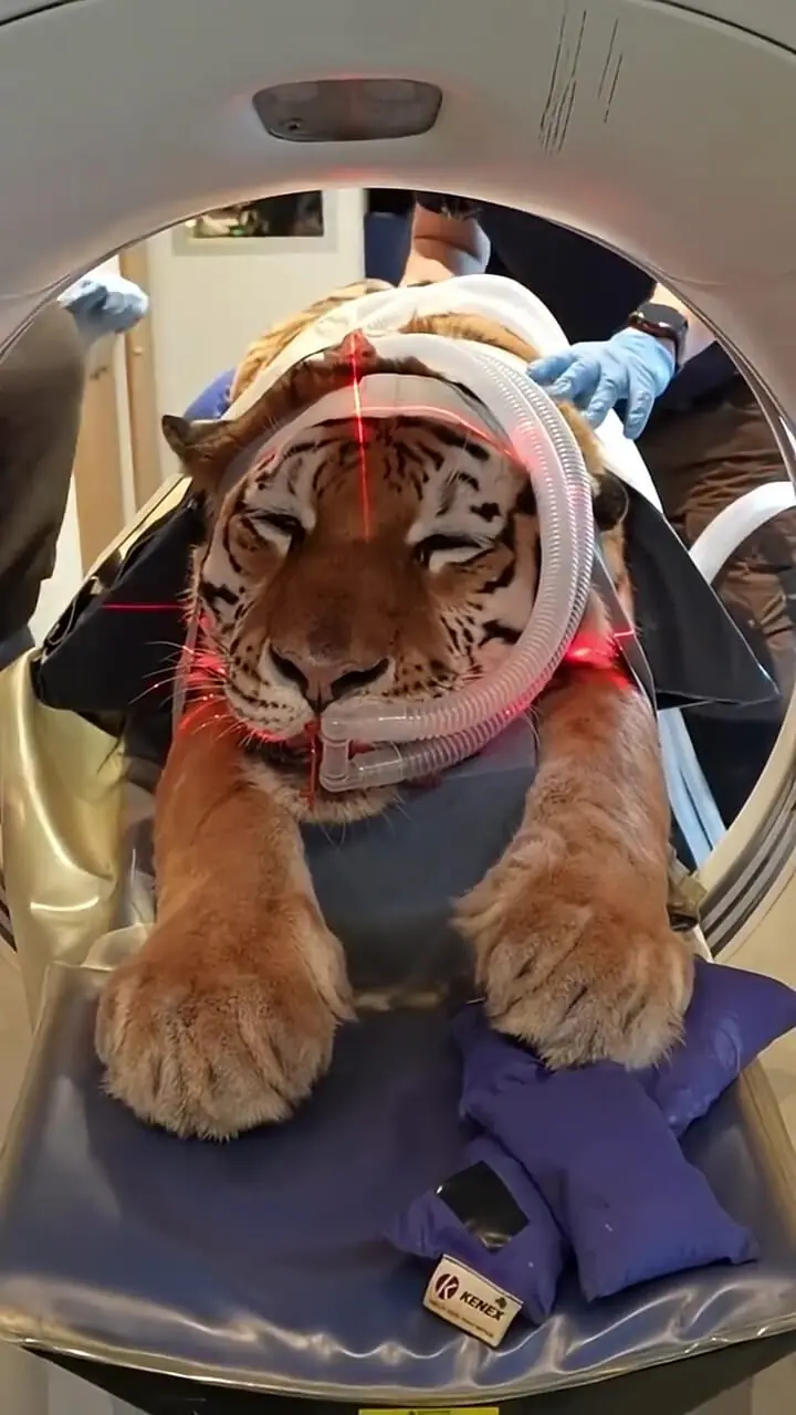 برای دیدن؛ سی تی اسکن ببر به دلیل مشکلات حرکتی ناشناخته 1 برای دیدن؛ سی تی اسکن ببر به دلیل مشکلات حرکتی ناشناخته