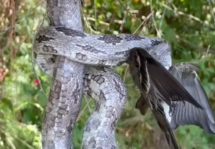 برای دیدن؛ مار خاکستری ماکینگجی را می بلعد 20 برای دیدن؛ مار خاکستری ماکینگجی را می بلعد