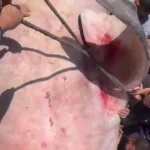 برای دیدن؛ ماهی غول پیکر در غزه صید شد