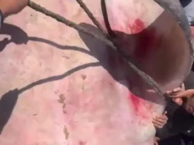 برای دیدن؛ ماهی غول پیکر در غزه صید شد