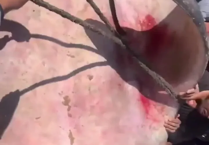 برای دیدن؛ ماهی غول پیکر در غزه صید شد