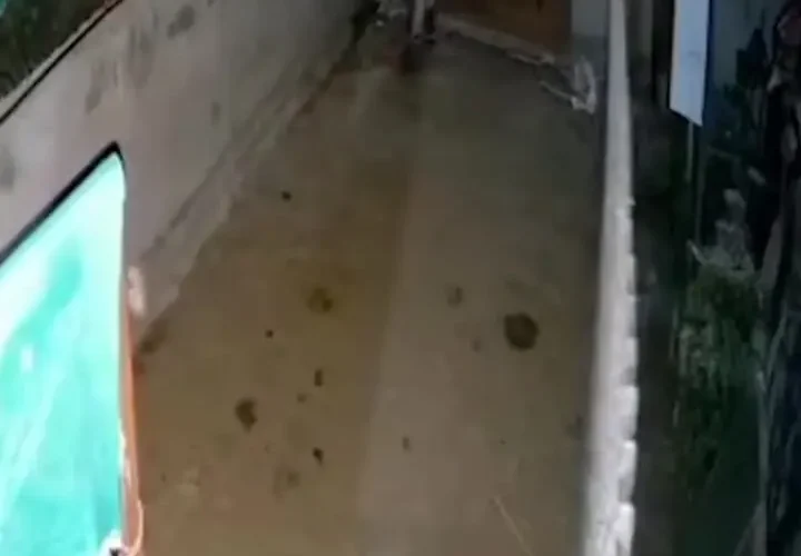 برای دیدن؛ مثل پلنگی که به آغل گوسفند می رود