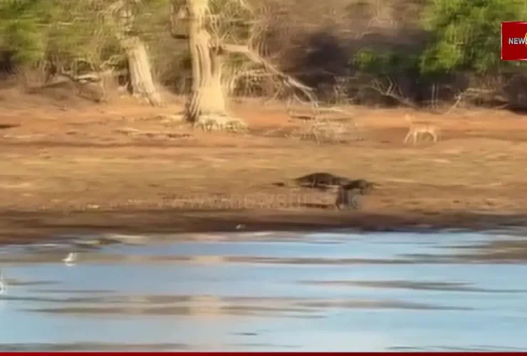 برای دیدن؛ مداخله تمساح باعث پریدن آهو از دهان پلنگ شد