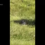 برای دیدن؛ میمون آزمایشگاهی "بالقوه بیمار" پس از تصادف کامیون فرار کرد