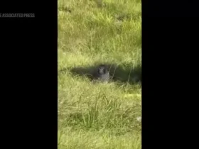 برای دیدن؛ میمون آزمایشگاهی "بالقوه بیمار" پس از تصادف کامیون فرار کرد 8 برای دیدن؛ میمون آزمایشگاهی "بالقوه بیمار" پس از تصادف کامیون فرار کرد